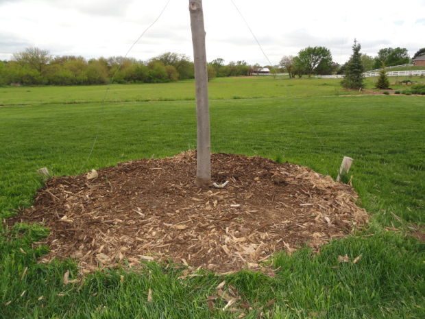 Fall tree planting: Planting depth is critical to tree success