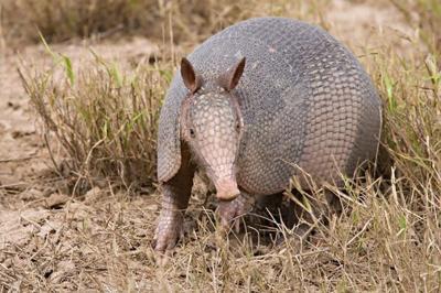 Nine-banded armadillo