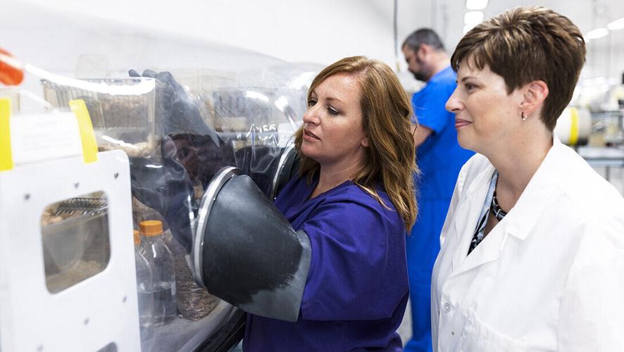 Nebraska researchers link gut microbe to cancer-fighting immune response