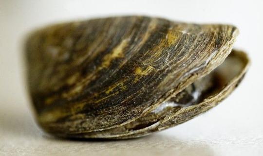 Zebra mussel