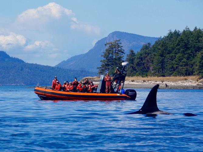 Up close and personal encounter with a curious killer whale