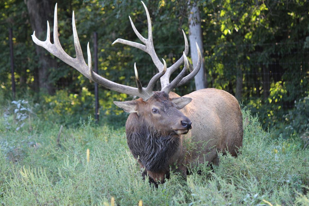 Wildlife Safari Park near Ashland offering limited free admission this