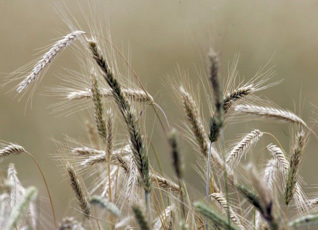 Wheat Harvest