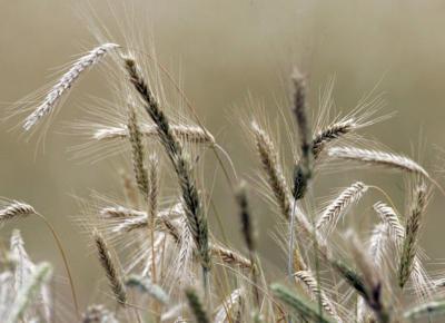 Wheat Harvest