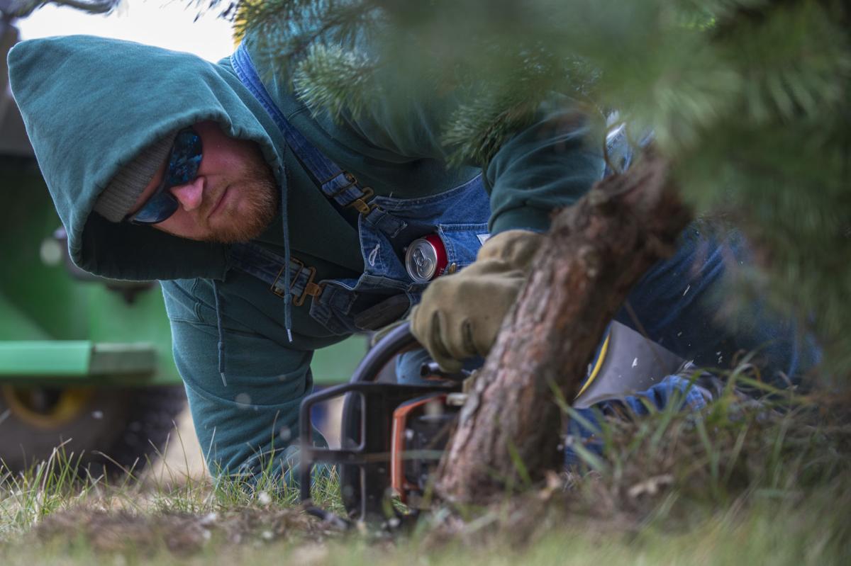 Local Tree Farm Notices Increased Demand For Live Christmas Trees Local Journalstar Com