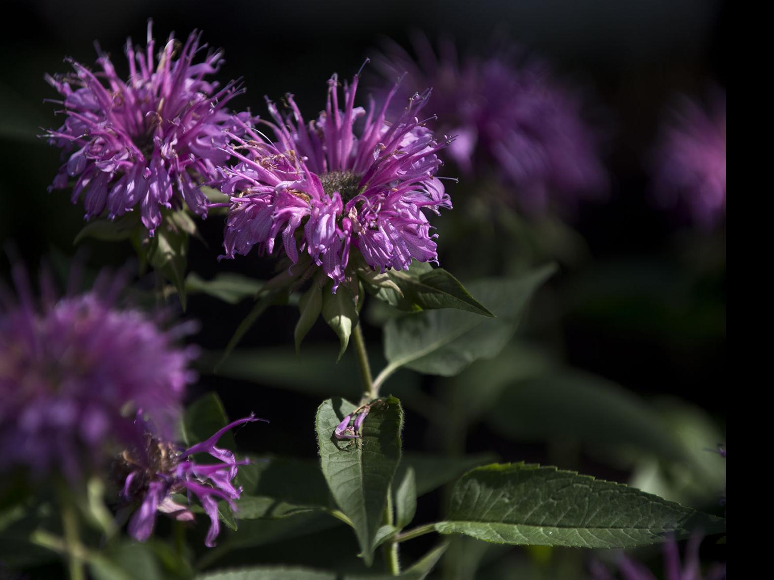 Sarah Browning Neonics Require Care Not To Harm Pollinators Home Garden Journalstar Com