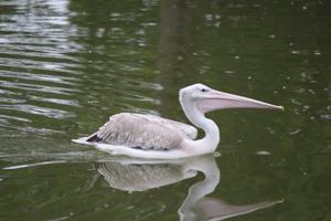 Omaha zoo closes multiple exhibits after pelican dies from bird flu