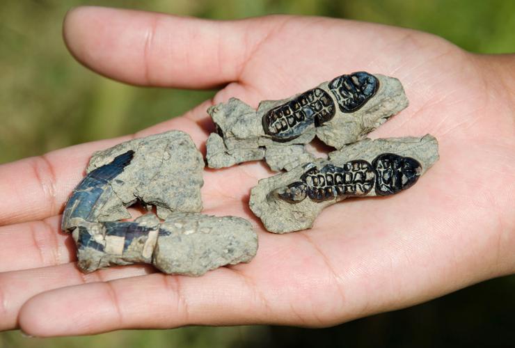 New mammal species fossil