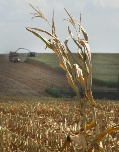 Drought near Snyder 