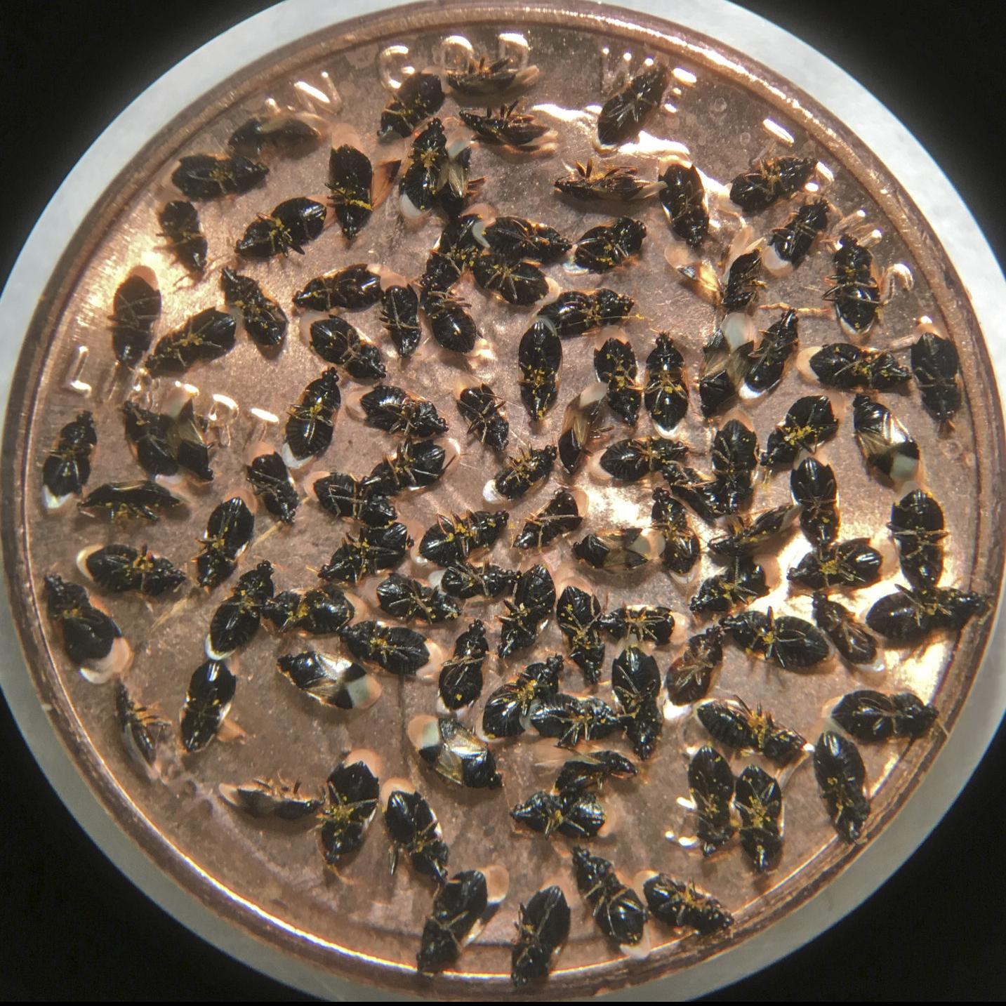 Those Tiny Pirate Bugs When Will They Walk The Plank Home Garden Journalstar Com