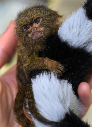 pygmy marmoset stuffed animal