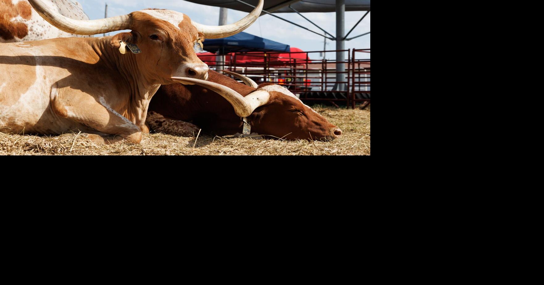 Tariffs, cattle herds and steak on a stick: Beef is king at Nebraska State Fair Josh Reyes World-Herald Staff Writer Sep 3, 2026 Updated
