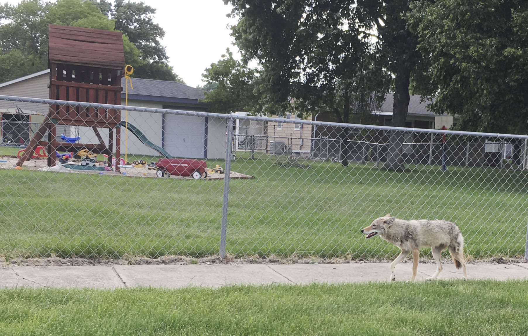 irish wolfhound hunting coyote