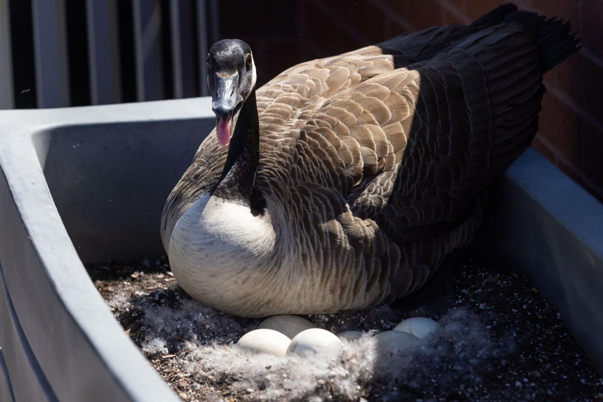 042324-owh-new-geese-cm02.jpg