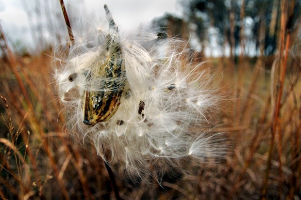 Milkweed