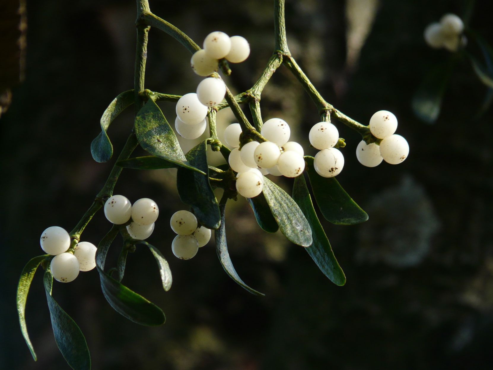 Sarah Browning: Mistletoe: Blessing Or Bane? | Home & Garden ...