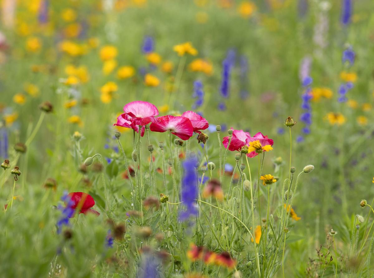 It S Got To Be A God Thing Family S Acres Of Flowers Draw Crowds Near Eagle Home Garden Journalstar Com A wildflower (or wild flower) is a flower that grows in the wild, meaning it was not intentionally seeded or planted. acres of flowers draw crowds near eagle