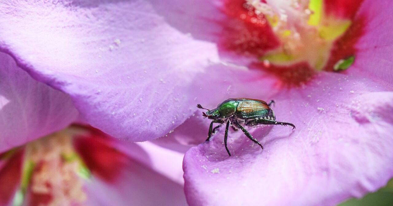 Sarah Browning: Bracing for the (Japanese) beetles - Vimarsana News