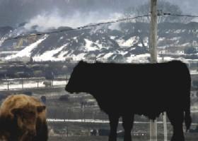 Burning manure upsets neighbors