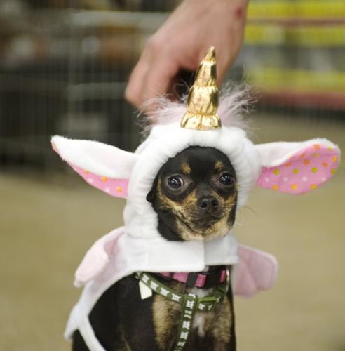 Athletic Pooch Outfits : Football Dog Costume