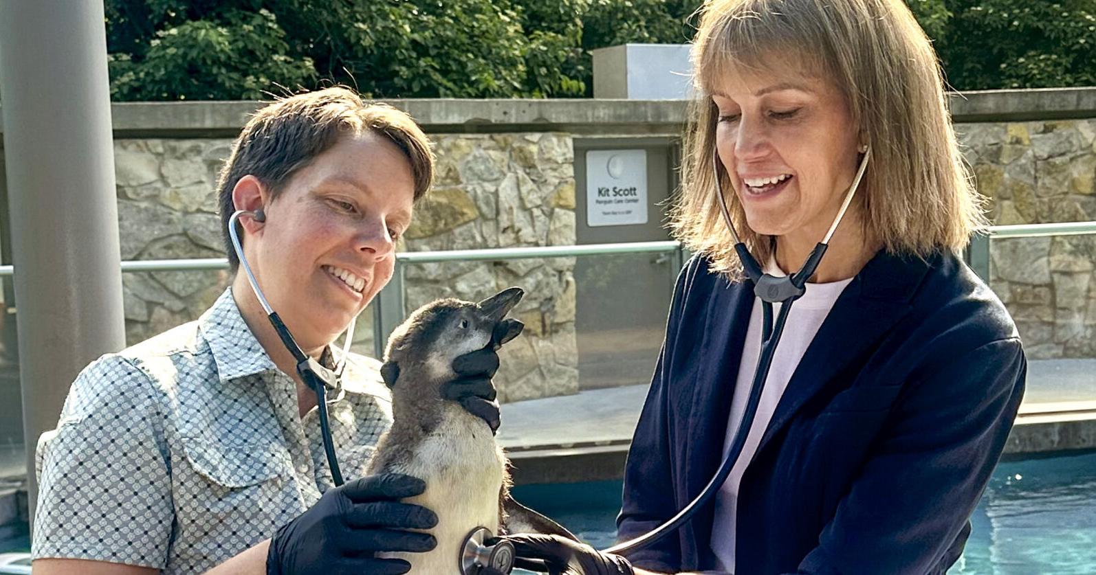 Lincoln Children's Zoo names Humboldt penguin chick - Vimarsana News