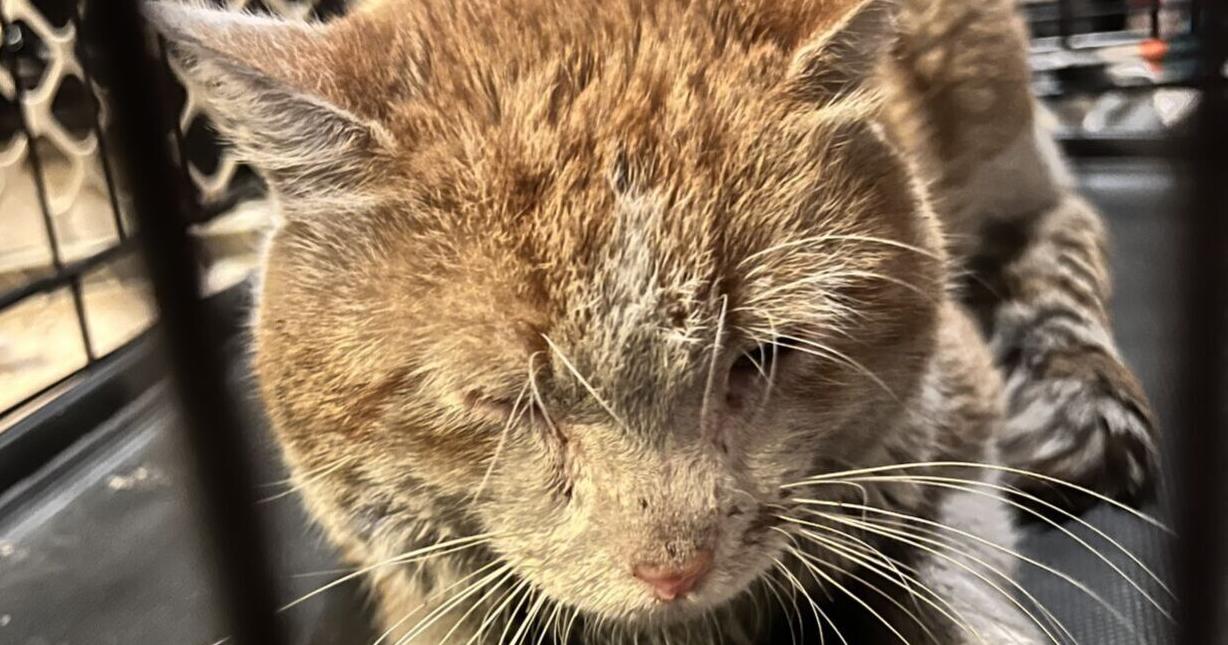 Cats are found abandoned in Carter Lake trailer home - Vimarsana News