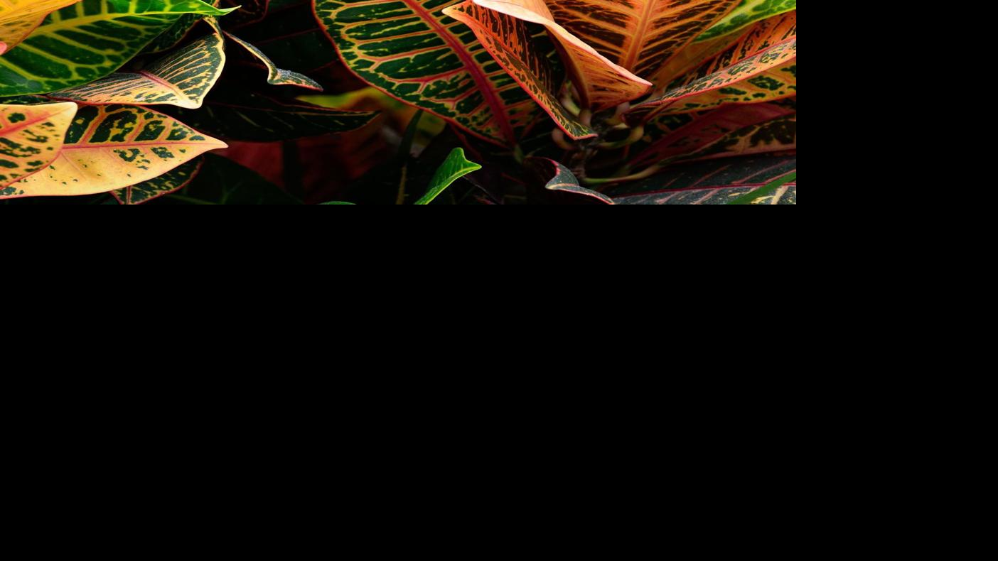 Sarah Browning: Fertilizing houseplants will take know-how | Household & Garden