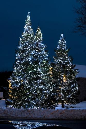 Lighted Christmas trees