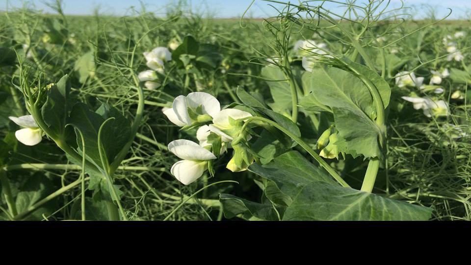 Peas Taking Root In Nebraska Agriculture Journalstar Com