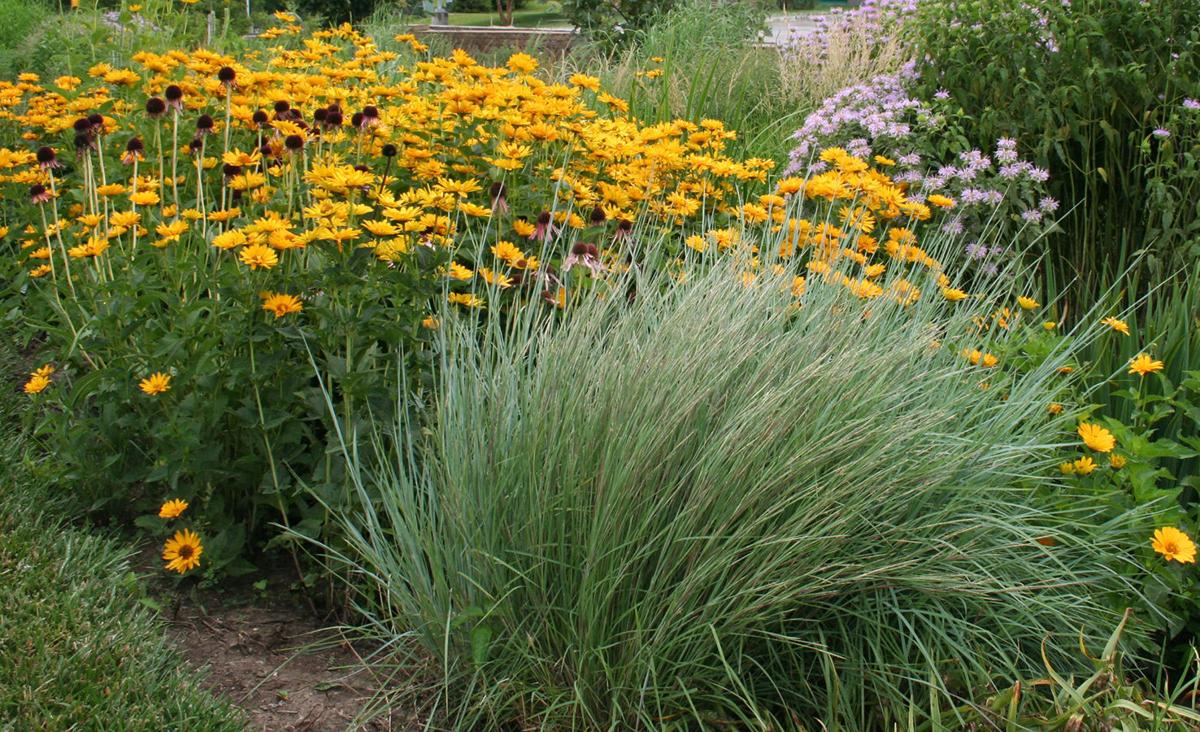 In the Garden Plants for wet sites more popular after spring rains