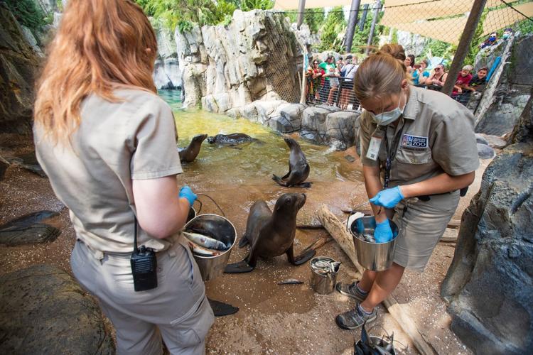 Rescued sea lion known for roaming San Diego dies, SeaWorld announces, San  Diego