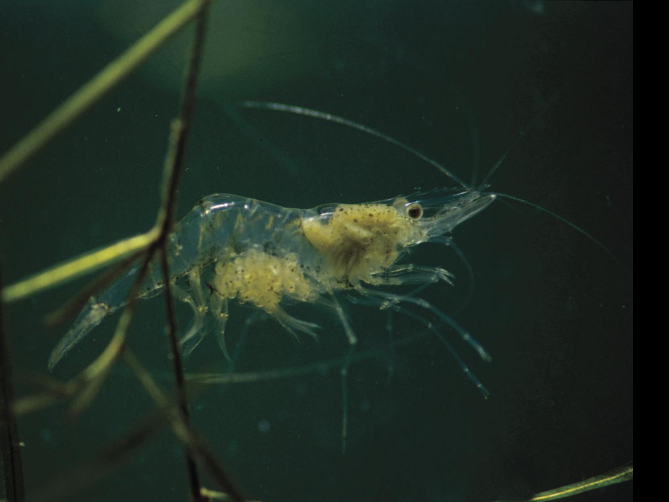 Myth of the freshwater shrimp | Outdoors | journalstar.com