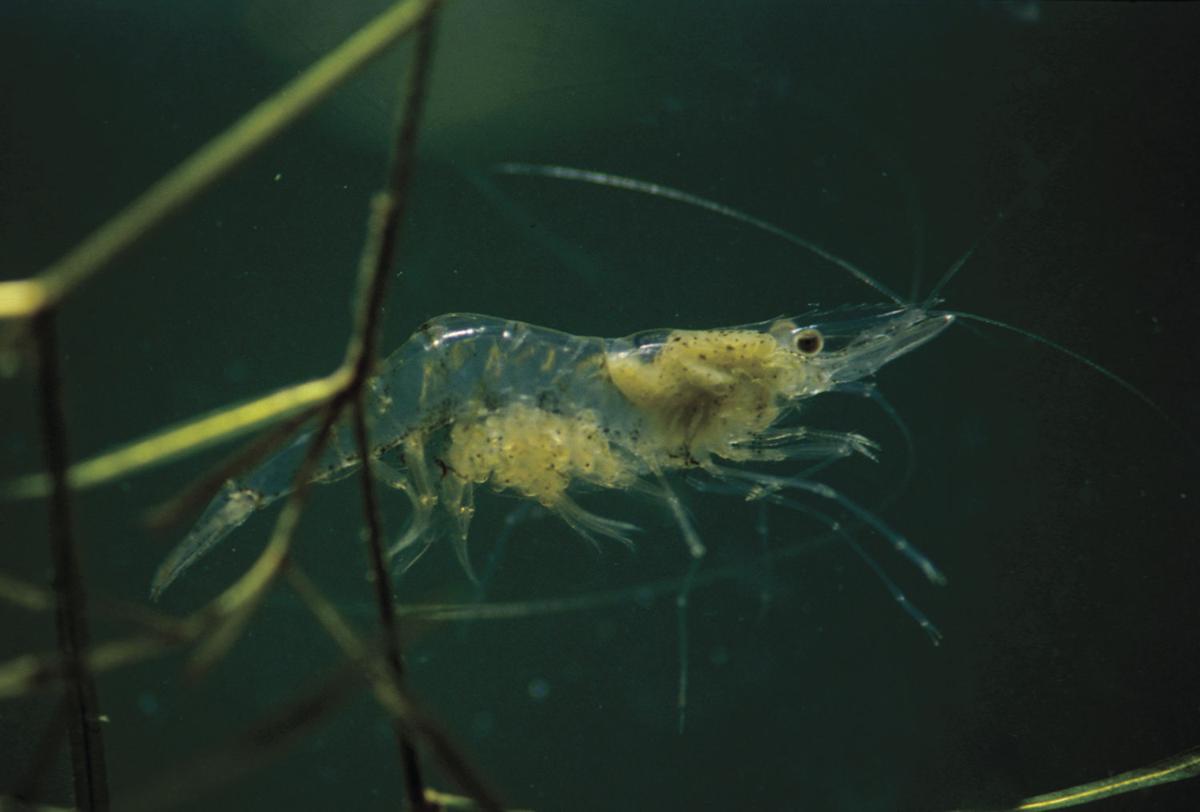 Glass shrimp