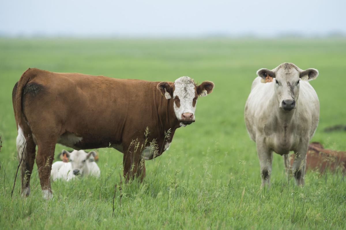 Meat Animal Research Center