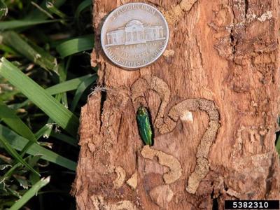 Ash borer