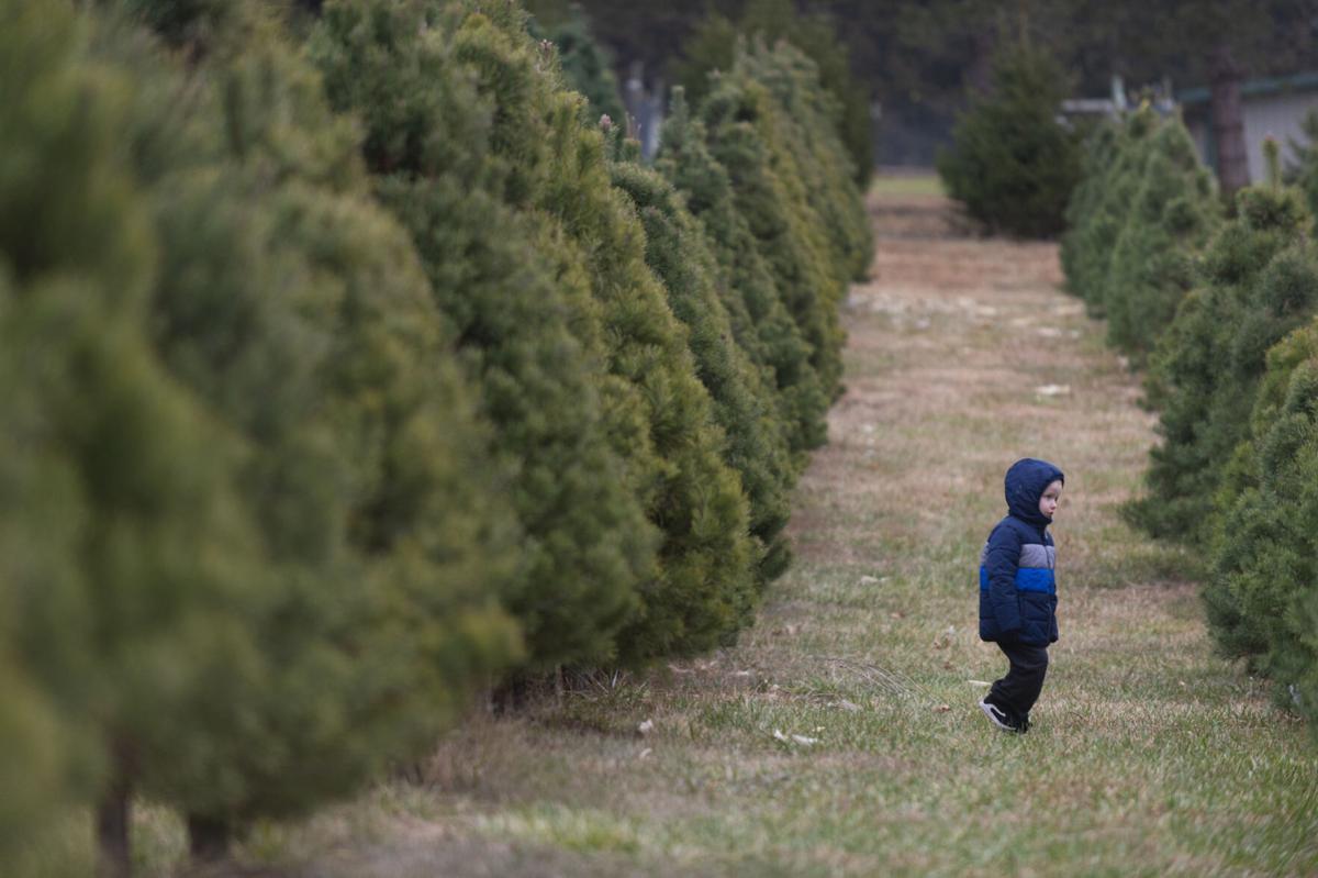 Local Tree Farm Notices Increased Demand For Live Christmas Trees Local Journalstar Com