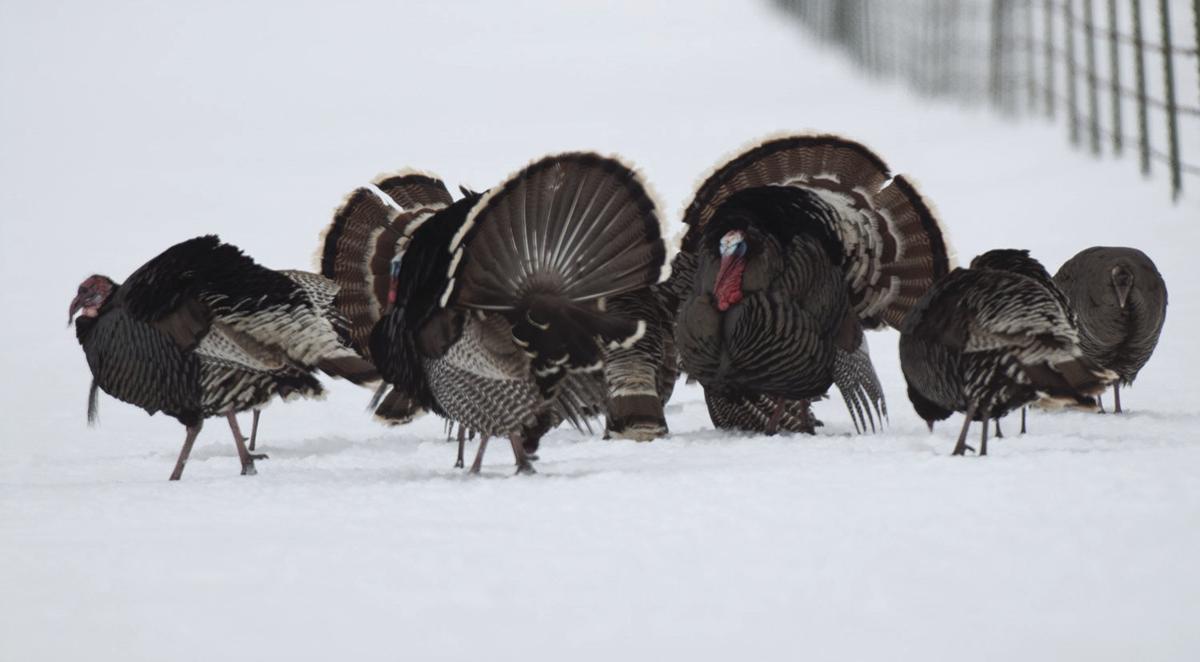 Winter Excellent Time To Hunt Turkeys Recreation Journalstar Com
