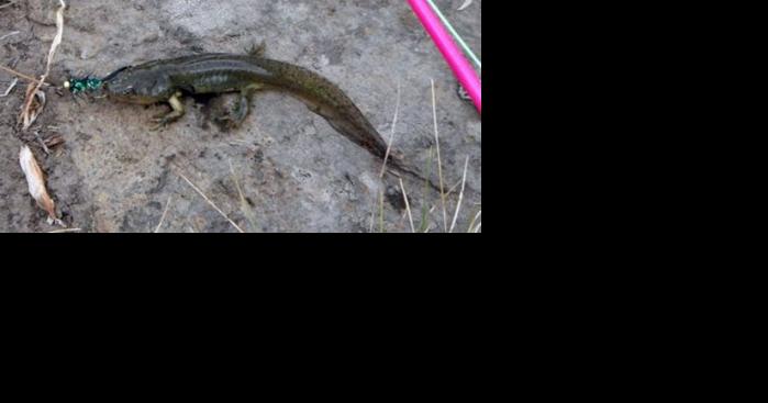 Larval salamanders make great bait for predator fish