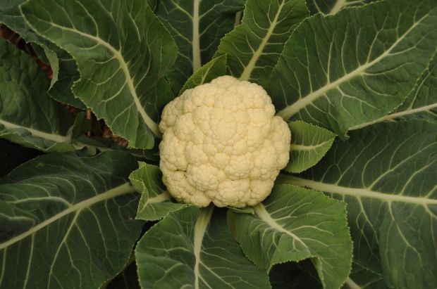 Tips For Growing Broccoli And Cauliflower Home Garden