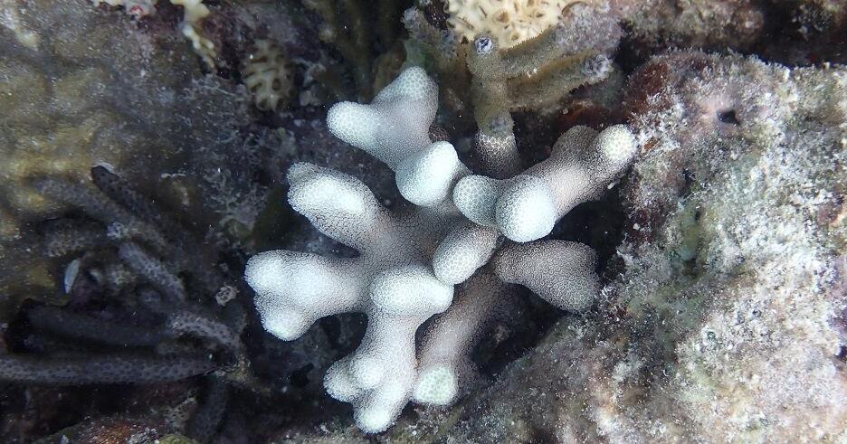 Florida Keys coral reefs are already bleaching as water temperatures hit record highs, scientists say - Vimarsana News