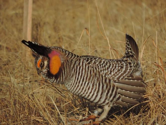 prairie chicken