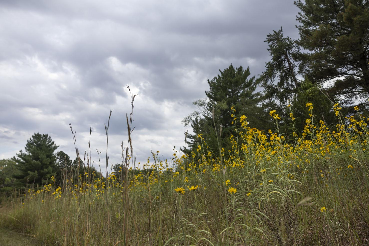 Photos Prairie Pines Nature Preserve just outside Lincoln