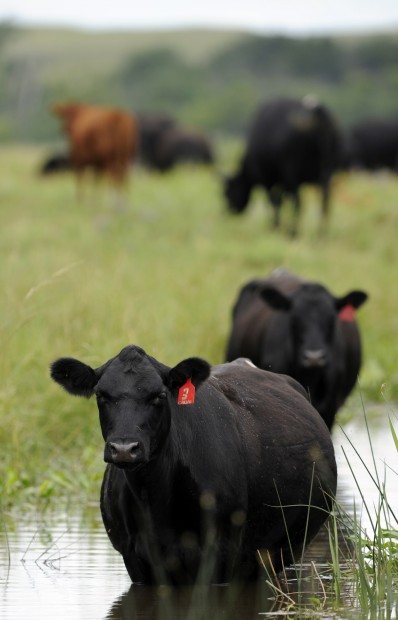 Cattle