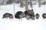 Patience important when hunting turkeys in foul weather