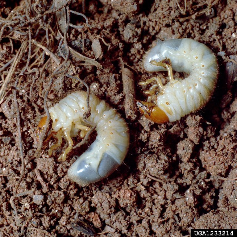 What is a grub worm and how to control them - The Daily News