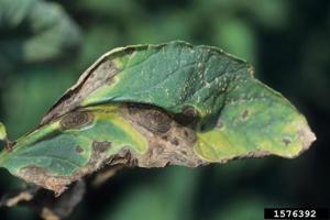 Sarah Browning: Use care when fighting plant disease