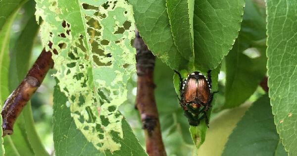 Sarah Browning: How to beat a beetle | Home & Garden