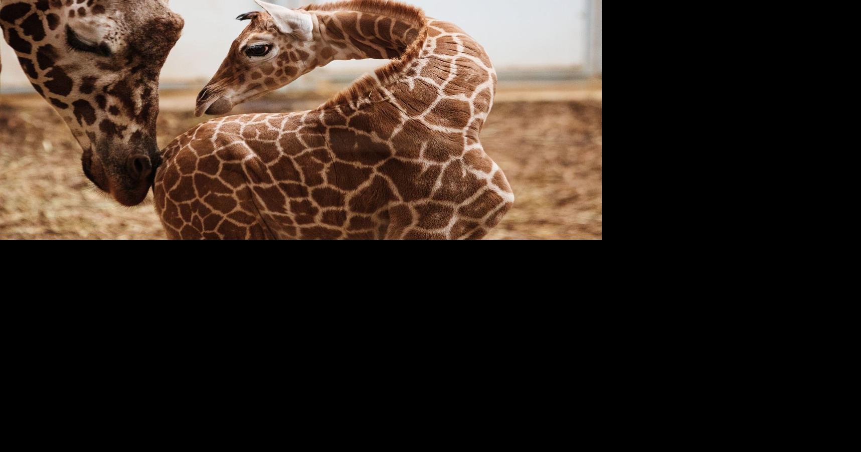 Omaha Zoo's Oldest Giraffe Dottie Dies at 22