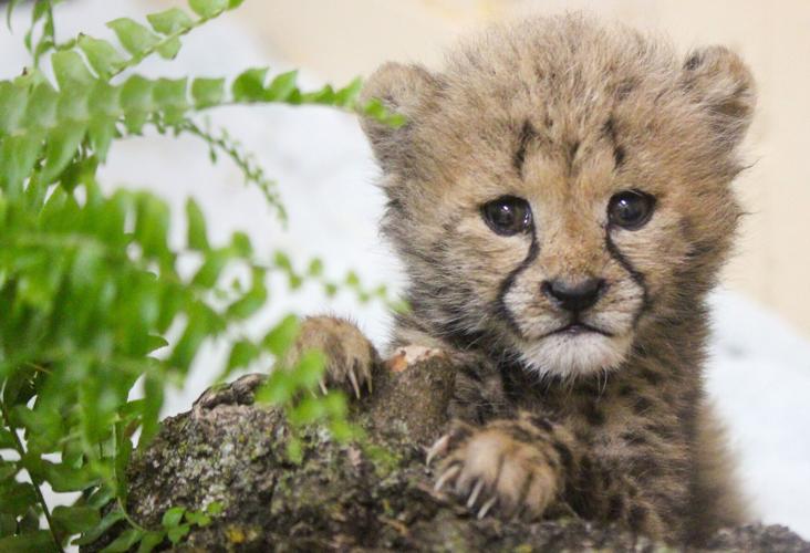 Cheetah cubs arrive at Lincoln Children's Zoo