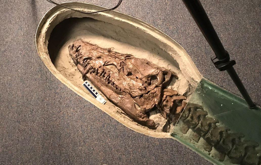 Research leads to new name for wellknown Nebraska fossil